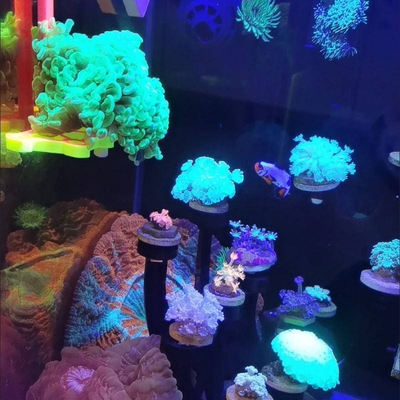 SPS Coral Frag Rack Holder Cor - Marine Aquarium Orp review and price