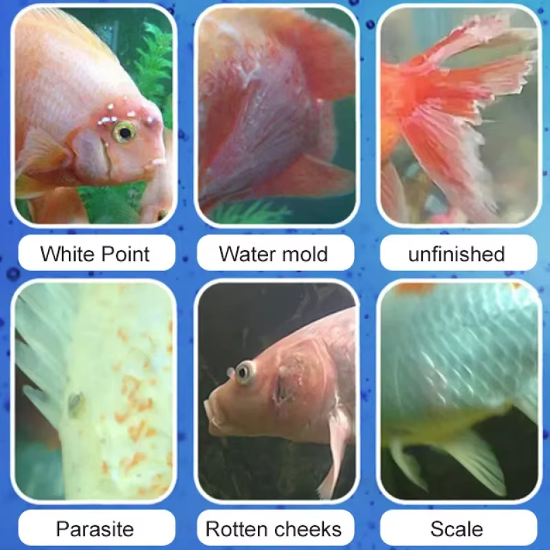 SIKEZHAN Fish Disease Treatmen - Marine Aquarium Bacteria review and price